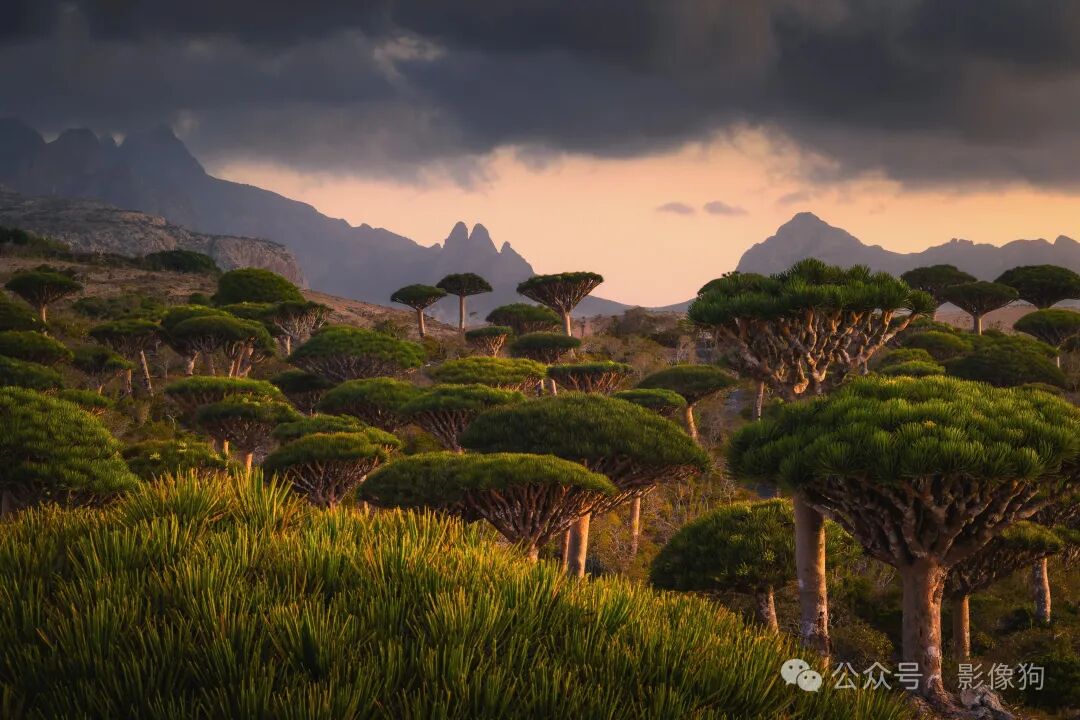 A bottle forest during the golden hours
