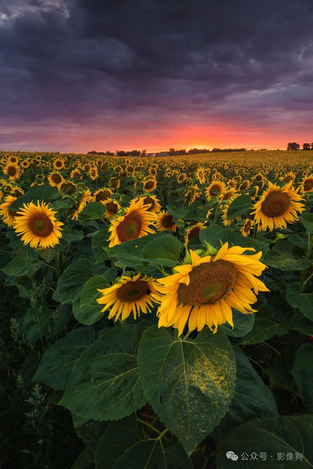 A field of bright sunflowers during the golden hours